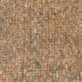 Pugirg Fenice 1242.jpg